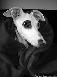 Black And White Italian Greyhound Puppy Mikeandhazen Com Italian Greyhound Windhunde Hunde Podenco