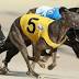 ACT government says it can no longer support greyhound racing ...