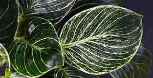 Thank you for taking the time to read this article ! Philodendron Birkin Care Best Kept Secrets