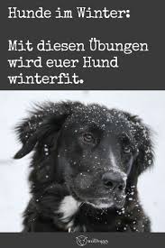 Gratis Winterfit Training Aktive Ubungen Fur Deinen Hund In 2020 Hunde Welpen Hundehaltung