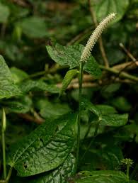 Image result for Piper capense