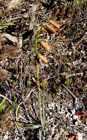 Image result for Dipcadi brevifolium