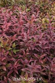 Scarletta Leucothoe Plants Monrovia Plants Evergreen Bush