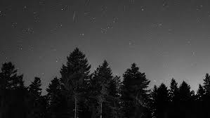 The following, partial list of parks aims to give a head start in your search. Hd Wallpaper Starry Sky Night Dark Trees Black And White Monochrome Photography Wallpaper Flare
