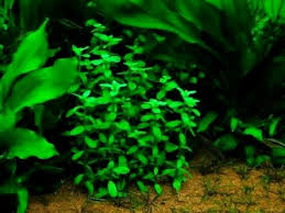 Bacopa Bol Ve Akvaryum Ekiminde Tohum Ekimi Ve Bakimi