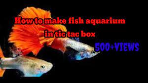 Gold fish in tic tac box. How To Make Fish Aquarium In Tic Tac Box Youtube