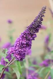 Image result for Komule empire blue