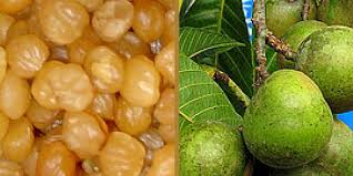 Image result for Ricinodendron