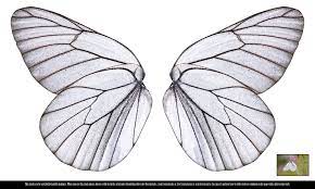 White Butterfly Wings By Frozenstocks On Deviantart Butterfly Wing Tattoo Butterfly Wings Pattern Butterfly Wings