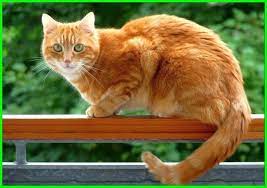 Maybe you would like to learn more about one of these? 10 Nama Kucing Islami Yang Bagus Beserta Artinya Daftarhewan Com