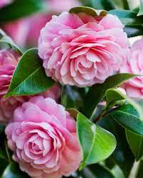 Pin On Flowers Plants