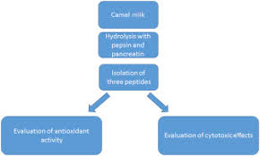 This miracle milk has many healing powers. Cytotoxic And Antioxidant Capacity Of Camel Milk Peptides Effects Of Isolated Peptide On Superoxide Dismutase And Catalase Gene Expression Sciencedirect