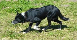 6 Year Old Border Collie Female For Sale For More Information Click On The Image Or See Ad 72150 On Www Ranchworldads Com Border Collie Cow Dogs Collie