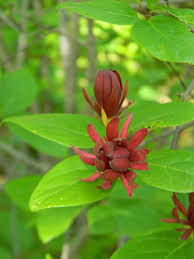 Shrubs that produce pine cone type flowers. Calycanthus Floridus Bubby Bush Carolina Allspice Common Sweetshrub Spicebush Sweet Betsy Sweet Bubby Bush Sweetshrub Sweet Shrub North Carolina Extension Gardener Plant Toolbox