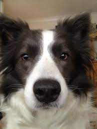 My Lovely Blue Border Collie Says Good Morning Blue Border Collie Collie Border Collie