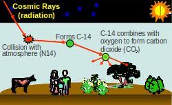 Carbon dating considers two naturally occurring types of carbon on earth: Carbon 14 Dating Confirms Earth Is Young