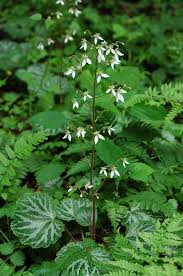 ユキノシタ 素人植物図鑑