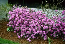 Rhodedendron Aglo Rhododendron Landscape Nursery Broadleaf Evergreen