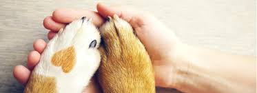 Thrive affordable vet care employee reviews. Top Rated Local Veterinarians Maybeck Animal Hospital