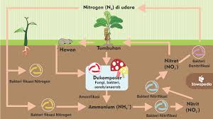 Check spelling or type a new query. Siklus Atau Daur Biogeokimia Siswapedia