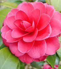 Alabama State Flowers Tips Facts Species And Varieties Flowers Love Flowers Flower Beauty