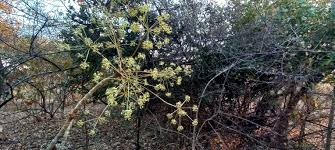 Image result for Steganotaenia