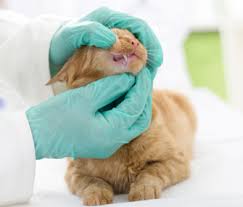 Tumors in the mouth are common in dogs. What You Need To Know About Stomatitis In Cats