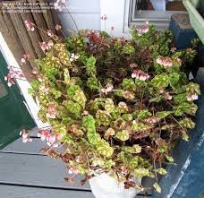 Regular price $12.99 sale price $12.99 regular price. Plantfiles Pictures Begonia Species Eyelash Begonia Tiger Paw Begonia Begonia Bowerae By Bayareatropics