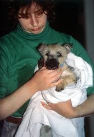 The puppy socialization period (4 to 16 weeks) is the most critical period for. Dog Behavior Puppy Socialization And Habituation Green Acres Kennel Shop Blog