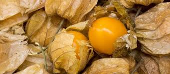 Check spelling or type a new query. Ground Cherries The Permaculture Research Institute