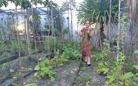 Lanskap di halaman rumah tidak perlu modal yang besar.memadai dengan tempayan lama yang sudah tidak digunakan boleh dijadikan pasu bunga kertas.pastikan dasar tempayan telah dilubangkan. Ketua Gow Kabupaten Gunung Mas Panen Sayur