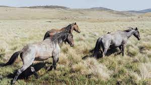 They're named after the wild horses that inhabit the region. Nsw To Sterilise Wild Horses As Brumbies Run Amok