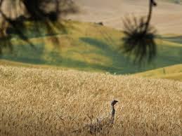 Our spr 20 is color brown, 33.33 kilos 1ft by 2ft size. Farmers Harvesting Washington Wheat At A Loss The Spokesman Review
