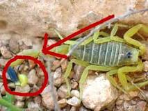 Image result