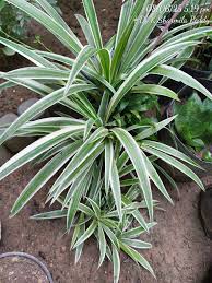 Image result for Chlorophytum bowkeri