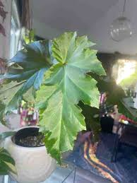 Image result for Begonia nyassensis