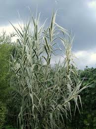 Image result for Arundo donax