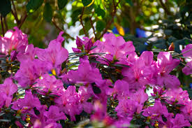 Raised and introduced by augie kehr. 6 Possible Reasons Why Your Azaleas Are Not Blooming