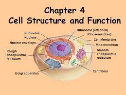 Chapter 4 Cell Structure And Function Nucleolus Nucleus Nuclear Envelope Ribosome Attached Ribosome Free Cell Membrane Rough Endoplasmic Reticulum Ppt Download