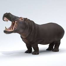 Hippopotamus Hippo Mammal Animal 3ds Hippopotamus Mammals Hippo