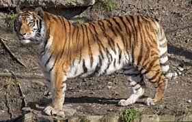 Side View Of An Amur Tiger Standing Still