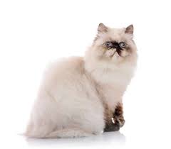 Selain memiliki mata yang unik, kucing ini mempunyai bulu yang menawan, cantik dan indah. Serba Serbi Kucing Persia Himalaya Dan Kisaran Harganya