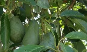 Maybe you would like to learn more about one of these? Most Farmers Are Changing To Growing Hass As The Market In Europe For That Variety Is Increasing