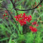 Image result for Otiophora pycnostachys