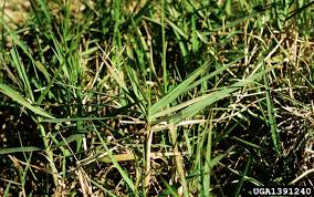 Image result for Panicum repens
