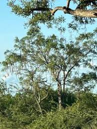 Image result for Cassia abbreviata