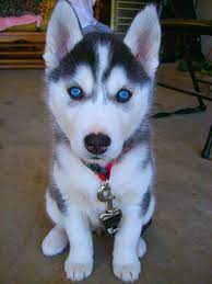 All about the siberian husky siberian huskies from siberian husky puppies for sale near me. Pin On Wattpad Image