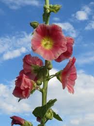 Image result for Alcea rosea