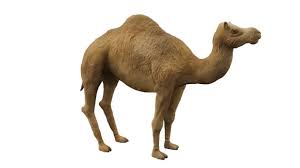 Camelcamelcamel review 2021 ✅, here is my review on this product read the full review now, and get the latest information, they today we have featured camelcamelcamel review, with its proper insights, we have also covered its pros and cons, so let's get. Dromedary Camel Augmented Reality Ar Quick Look Model Educational Teaching
