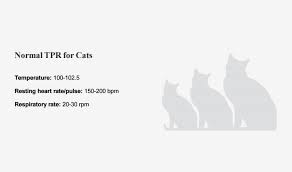 Normal Temperature Pulse Resting Heart Rate And Respiratory Rate For Cats Temperature 100 102 5 Resting Heart Ra Cat Care Cats Respiratory